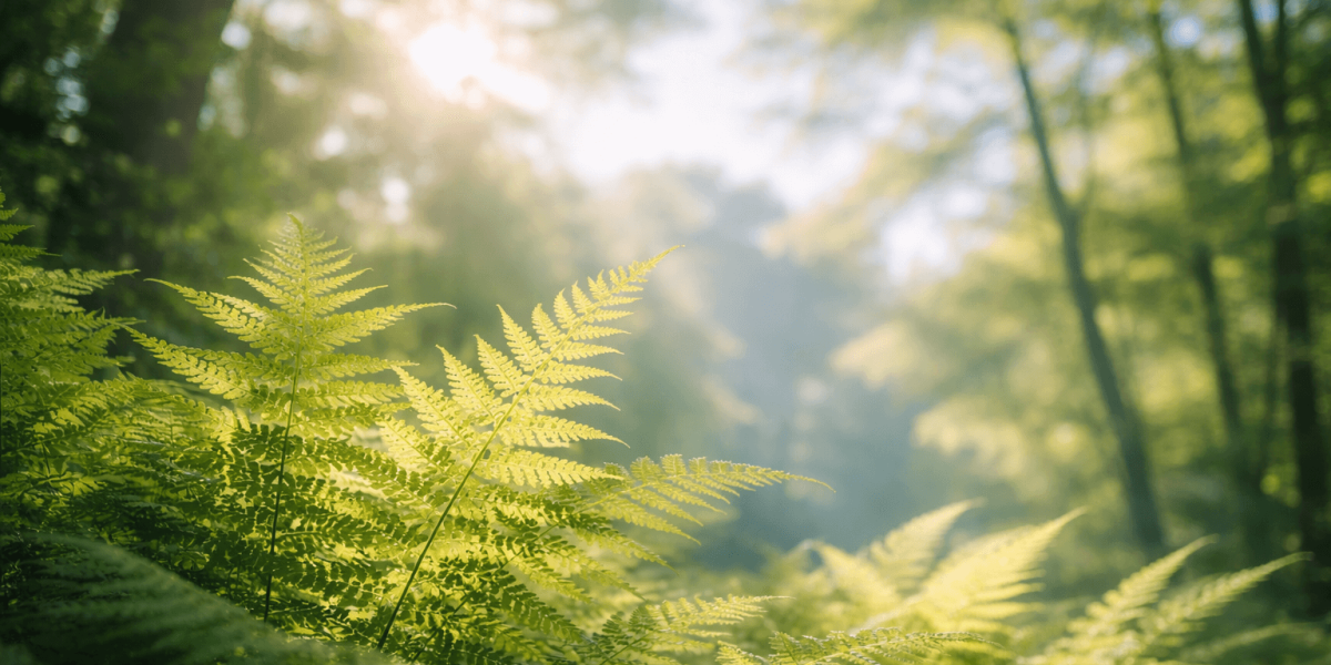 Sonnenstrahlen fallen auf grüne Farne im Wald als Symbol für Entspannung und Breathwork.